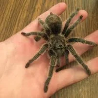 Tarantula