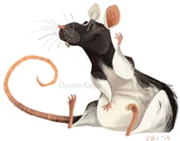 Pet rat