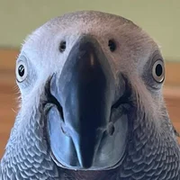 Apollo the Grey Bird