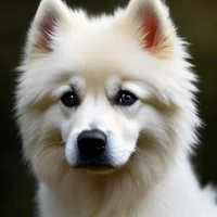 American Eskimo Dog