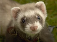 Ferret