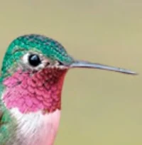 Hummingbird