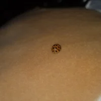 Sydney the Ladybug