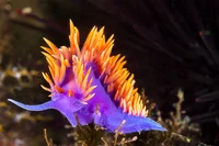 Weird nudibranch