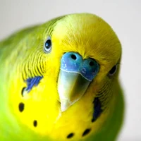Budgie