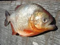 Piranha