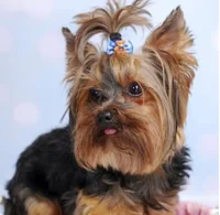 Yorkshire terrier