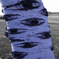 Birch Tree