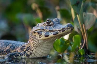 Caiman