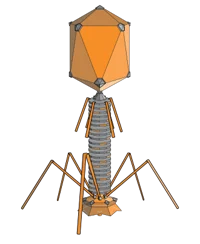 bacteriophage