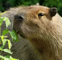 Capybara
