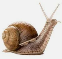Snail