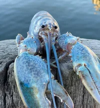blue lobster