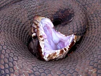 Water Moccasin