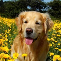 Tofu - Retriever Dog