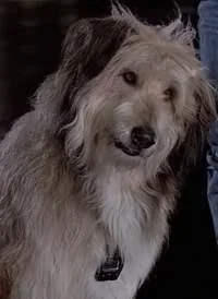 Albert Einsteins Dog