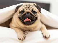 Pug