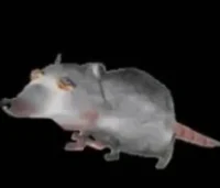 A giant rat