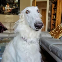 Borzoi dog
