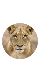 Queen Lucy Lioness 