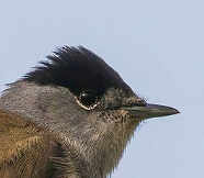 Eurasian blackcap