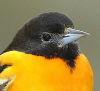 Baltimore Oriole