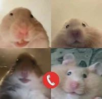 hamster