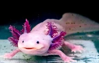 Axolotl 