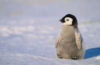 Giant Penguin 