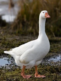 OMGyolo