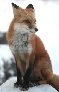 Fox
