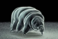 Water bear