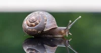 The Immortal Snail
