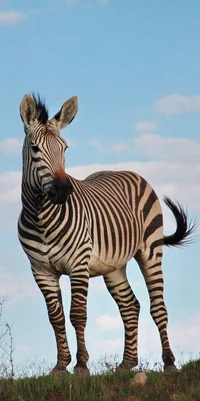 Felix The Zebra