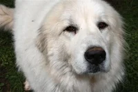 Pyrenees Dog