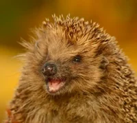 hedgehog