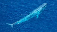 Blue whale