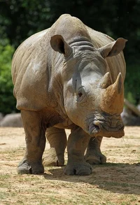 Runt the Rhino