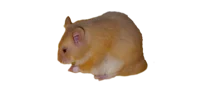 hamster