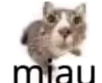 Miau the cat