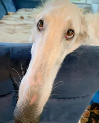 Borzoi dog