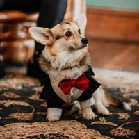 Bri ish Corgi