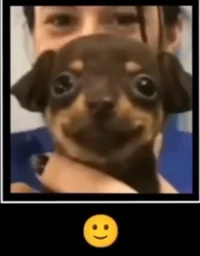 The Smiling Dog