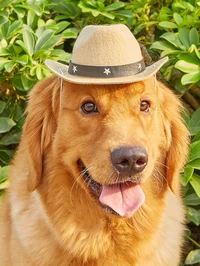 Texan Gold Retriever