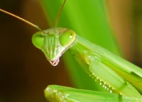 Giant Praying Mantis