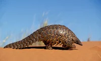 Pangolin