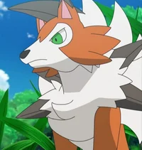 Calmly Lycanroc