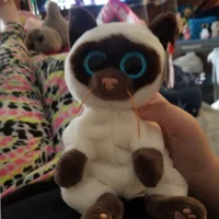 Miso the Siamese cat