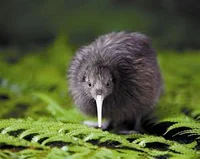 Kiwi bird