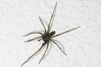 normal house spider